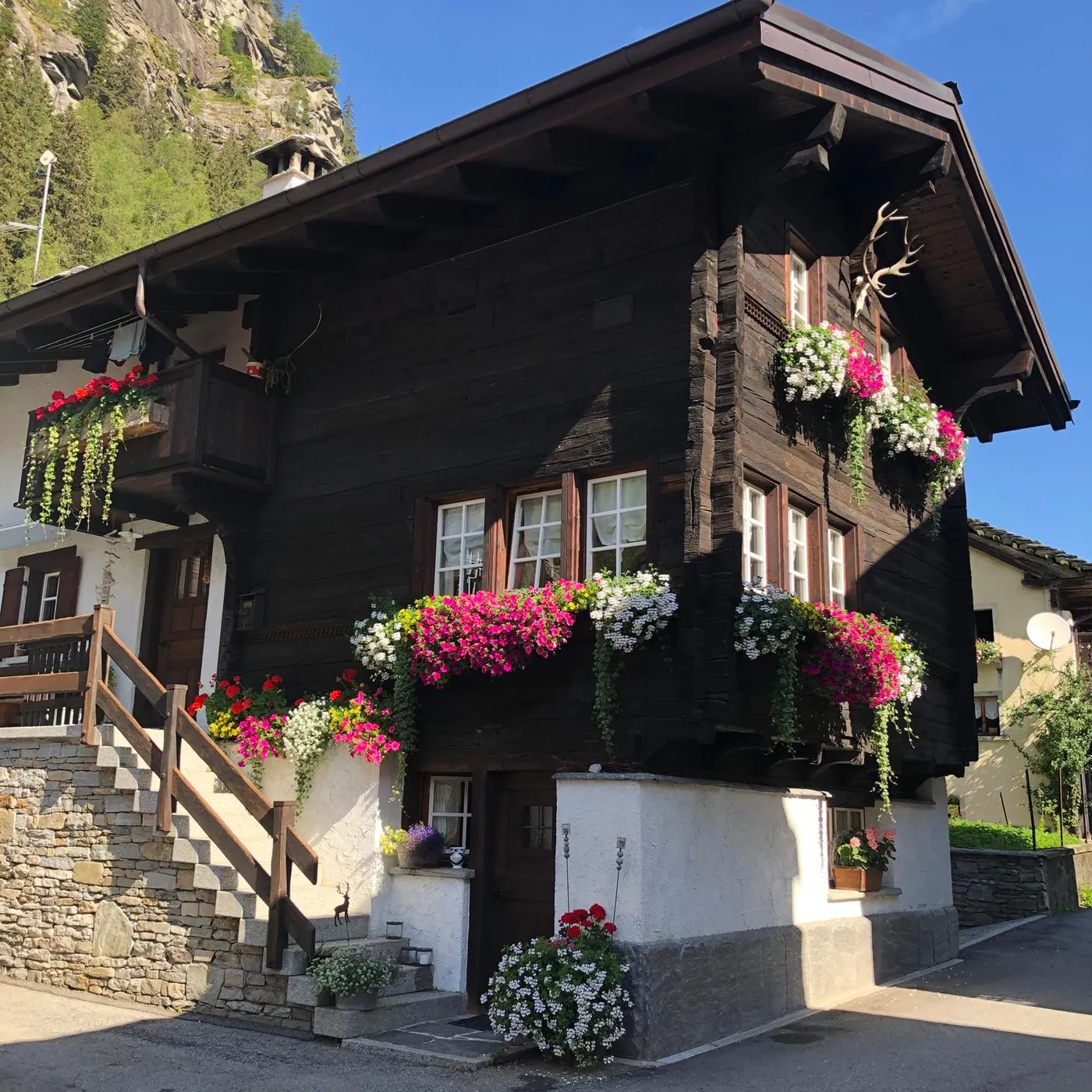 B&B Hirsch 1609